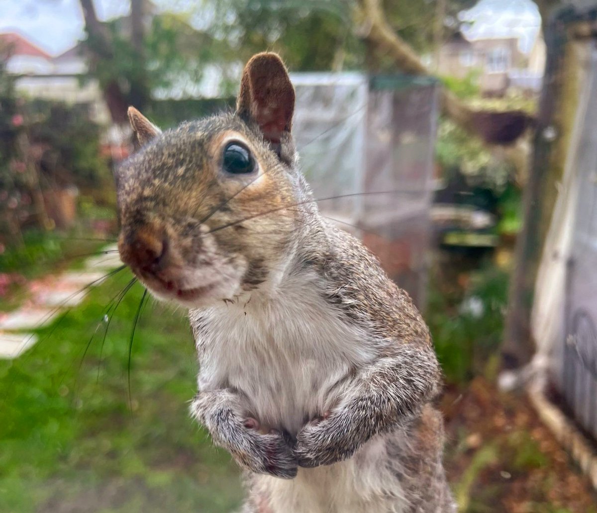 HAVE YOU GOT SOME #Crypto FOR ME? 🙂 Dear @Bodegacatonsol , @DefiGenesis showed us how to use the Phantom wallet and onboarded us to the Solana chain. Any donations for squirrel rescue would be greatly appreciated. Our SOL address is 5zHhKVHBxgCMgbThwE69ePm4DRSyKVFpZvUAe9Dpwt2f