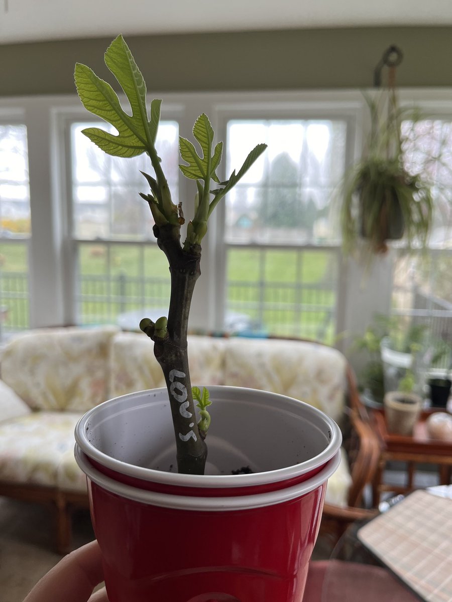 Check out this picture sent into us by <a href="/Salroc_/">Salroc_</a>! He bought this cutting last month, it has taken root, and is thriving!! So happy to see this.

Get your cuttings today on our Etsy
figbuddies.etsy.com