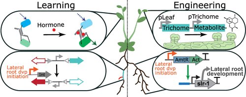 Delighted to have contributed to this @ACSSynBio perspective on single-cell 'omics + #SynBio biosensors & recording devices for understanding plant cellular programs & fates and guiding cell-type-specific engineering. Led by @sarah_guiziou @ConTansley👏 pubs.acs.org/doi/10.1021/ac…