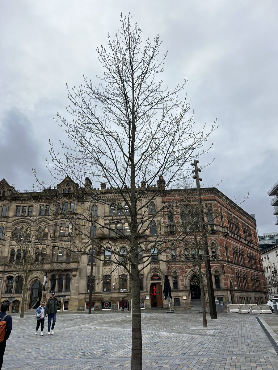 The first new buds to pop in #AlbertSquare for 30 years. Feels like a moment @PlanitIE but especially as two years ago…. This was a road!!