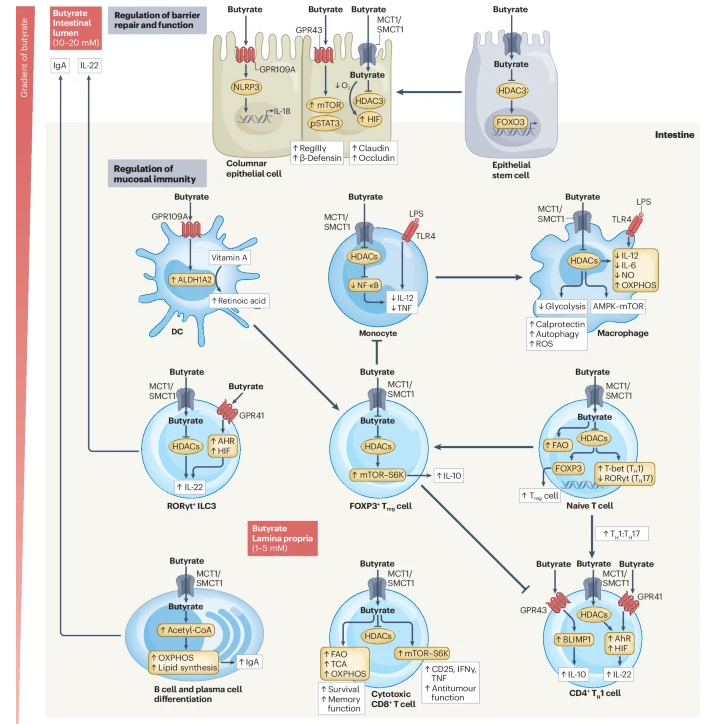 Nature Rev Immunol (@natrevimmunol) on Twitter photo NEW Review of the molecular mechanisms by which short-chain fatty acids - butyrate, propionate and acetate - link diet, microbiota and immunity
bit.ly/49jfypn
by <a href="/lizziemannlab/">Lizzie Mann UoM</a> <a href="/YingKaLam/">Ying Ka Lam</a> & Holm Uhlig NEW Review of the molecular mechanisms by which short-chain fatty acids - butyrate, propionate and acetate - link diet, microbiota and immunity
bit.ly/49jfypn
by <a href="/lizziemannlab/">Lizzie Mann UoM</a> <a href="/YingKaLam/">Ying Ka Lam</a> & Holm Uhlig