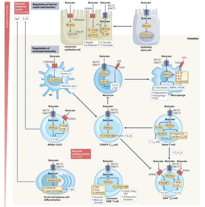 NEW Review of the molecular mechanisms by which short-chain fatty acids - butyrate, propionate and acetate - link diet, microbiota and immunity bit.ly/49jfypn by @lizziemannlab @YingKaLam & Holm Uhlig