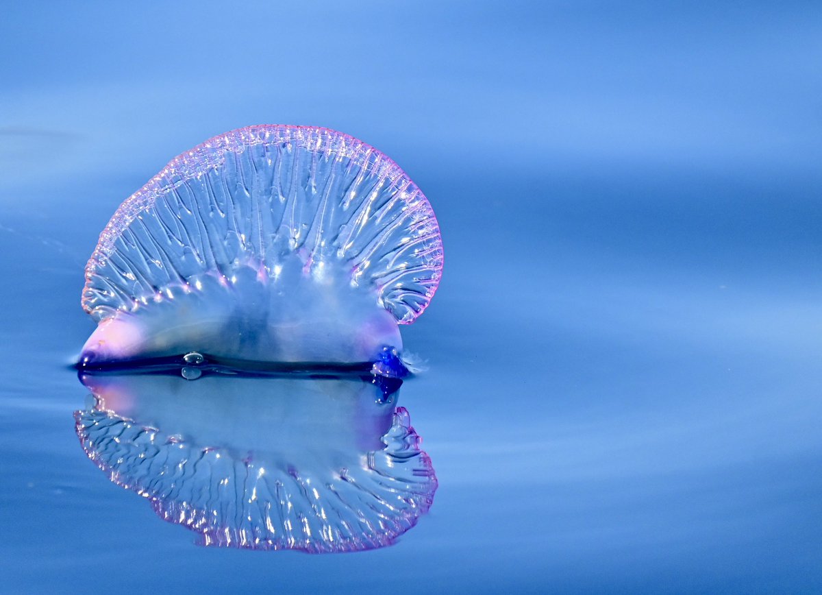 Portugese man o war. How can something so beautiful be so stingy?! #lovenature #NaturePhotography