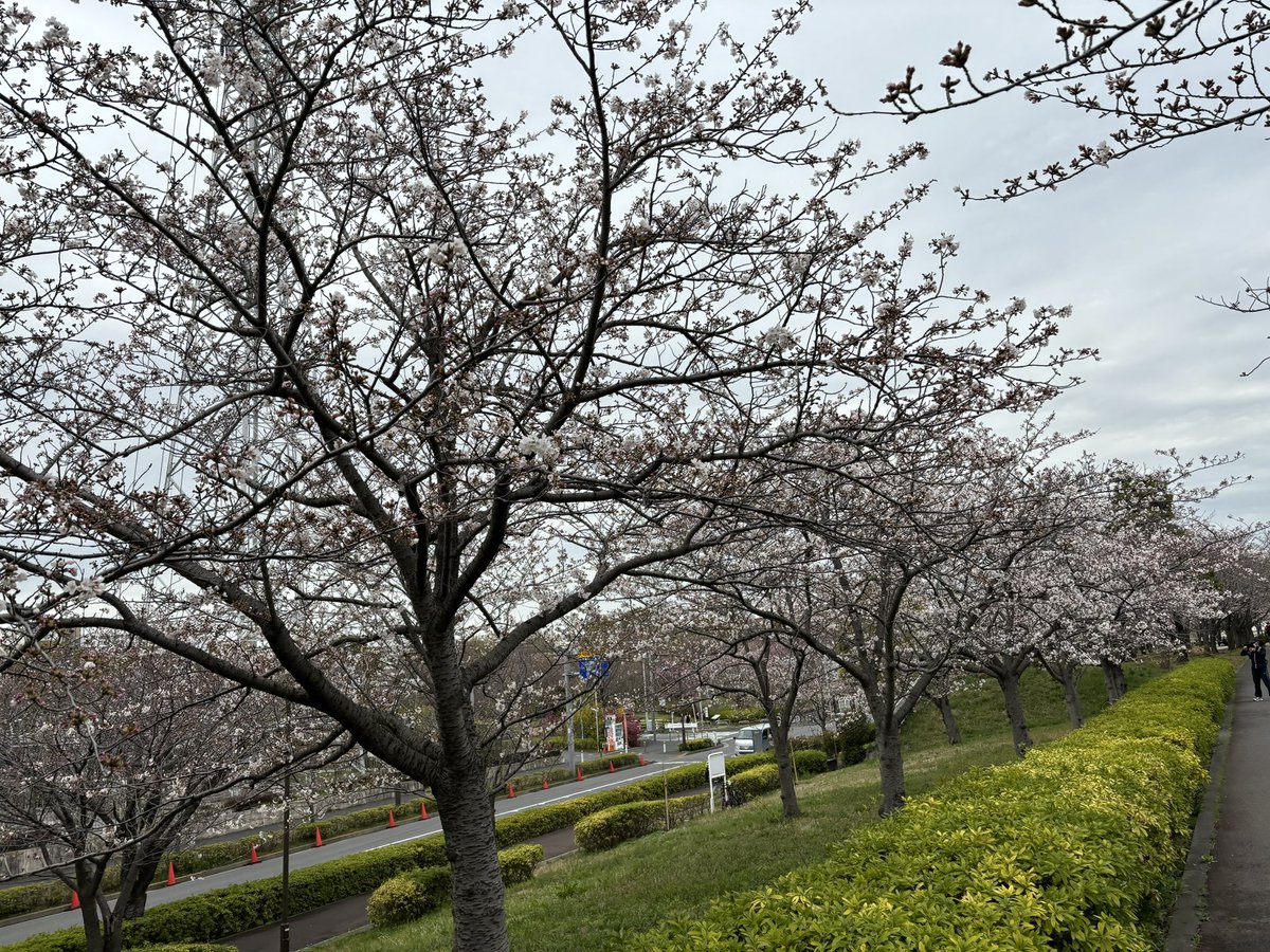 HOMPi_co_jp's tweet photo. 小松川千本桜🌸

一昨日はつぼみで今日は少し散っていたので、昨日の雨が無ければ満開だったんだろうなと違うちょっと残念ですが綺麗に咲いてました。

船堀橋からだと目線に花があるのも良い感じ🙆 https://t.co/xZh9N4gUnP