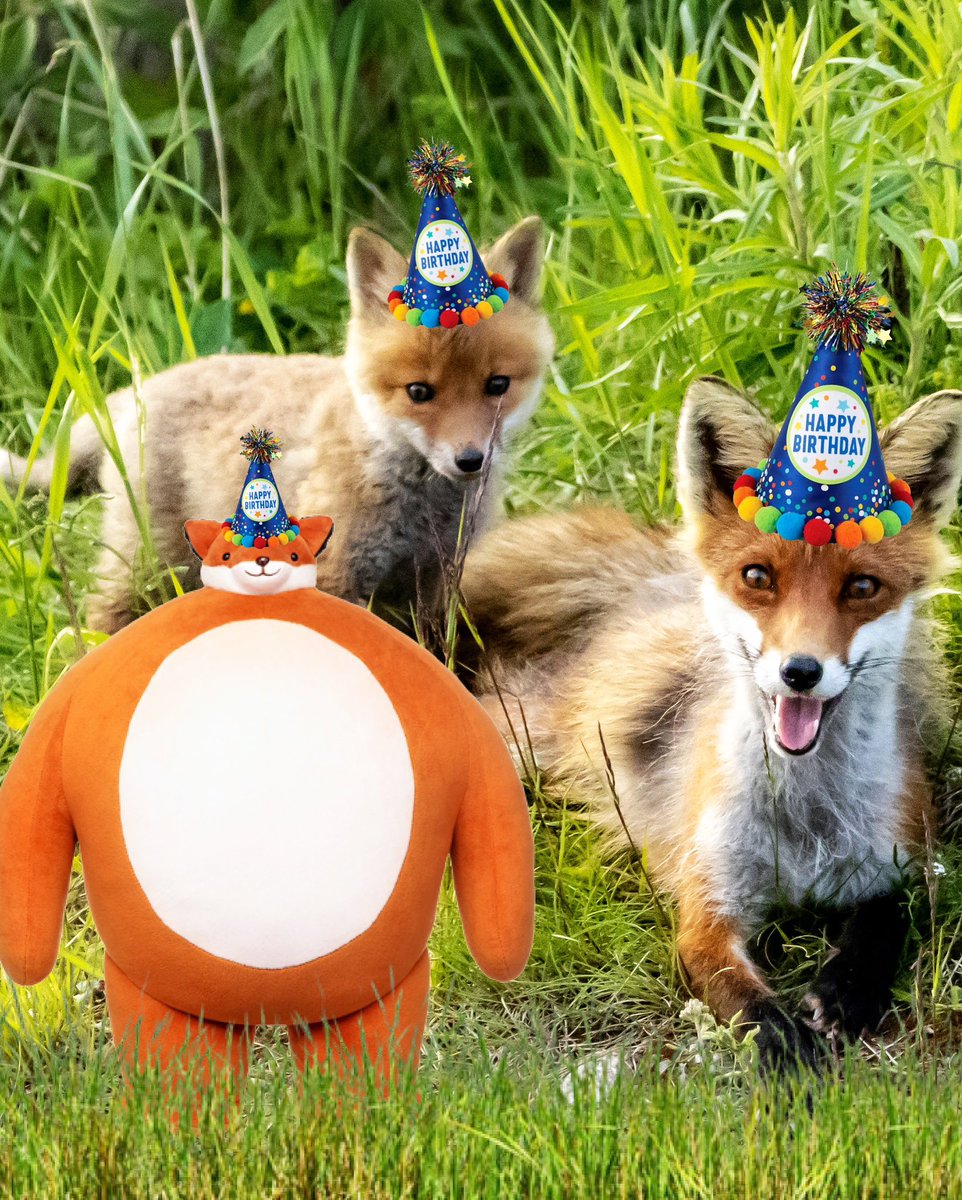 Happy Birthday to our pal, Bagstock! 🦊 He’s looking as foxy as ever. His friends look pretty darn cute, too, though maybe a little demented. If you happen to be near Bagstock, give him a Happy Birthday hug! 🎉