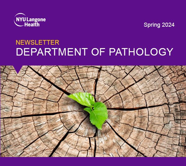 Our @NYUGSOM_Path Spring Newsletter is out! #pathology mailchi.mp/6f8eeb80483a/p…