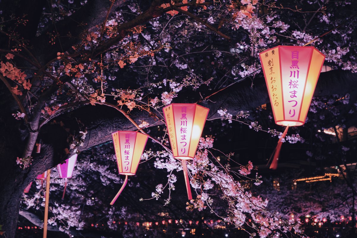suzuuuuu002's tweet photo. 夜桜. https://t.co/MOWoyFV13n