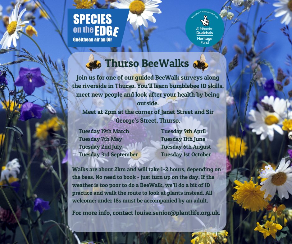 Are you joining us this Tuesday for a #BeeWalk along the river in Thurso? 🐝 Meet at 2pm at the corner of Janet Street and Sir George’s Street, Thurso. For more info 📨 louise.senior@plantlife.org.uk @ThursoCDT @BuzzingScotland @BumblebeeTrust @PlantlifeScot