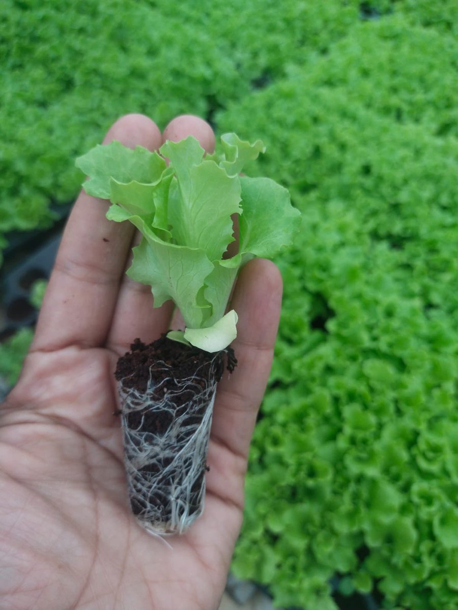 Secretaría de Medio Ambiente de Envigado tweet media