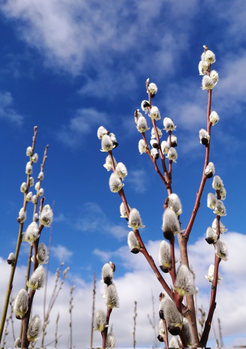 Nature youtube.com/@victoriaart99 T.me/cutecatsanddog Instagram.com/photosnature_v… #NaturePhotography #nature #NatureBeauty #naturelovers #TwitterNatureCommunity #flowerphotography #landscapephotography #photo #walking #Earth #TreeClub #trees #VictoriaDay