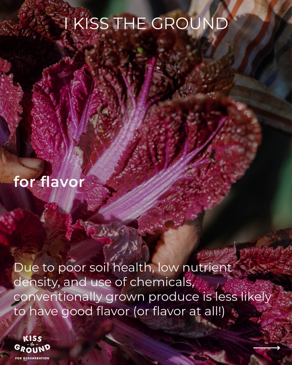 kissthegroundCA's tweet image. 🍉🥦🍒 Simply put, more nutrients = better flavor! 

🌿 Learn how your $10 donation transitions 1 acre of land into regenerative: kisstheground.com/i-kiss-the-gro…

#ikisstheground #nutrientdensity #regenerativeagriculture
