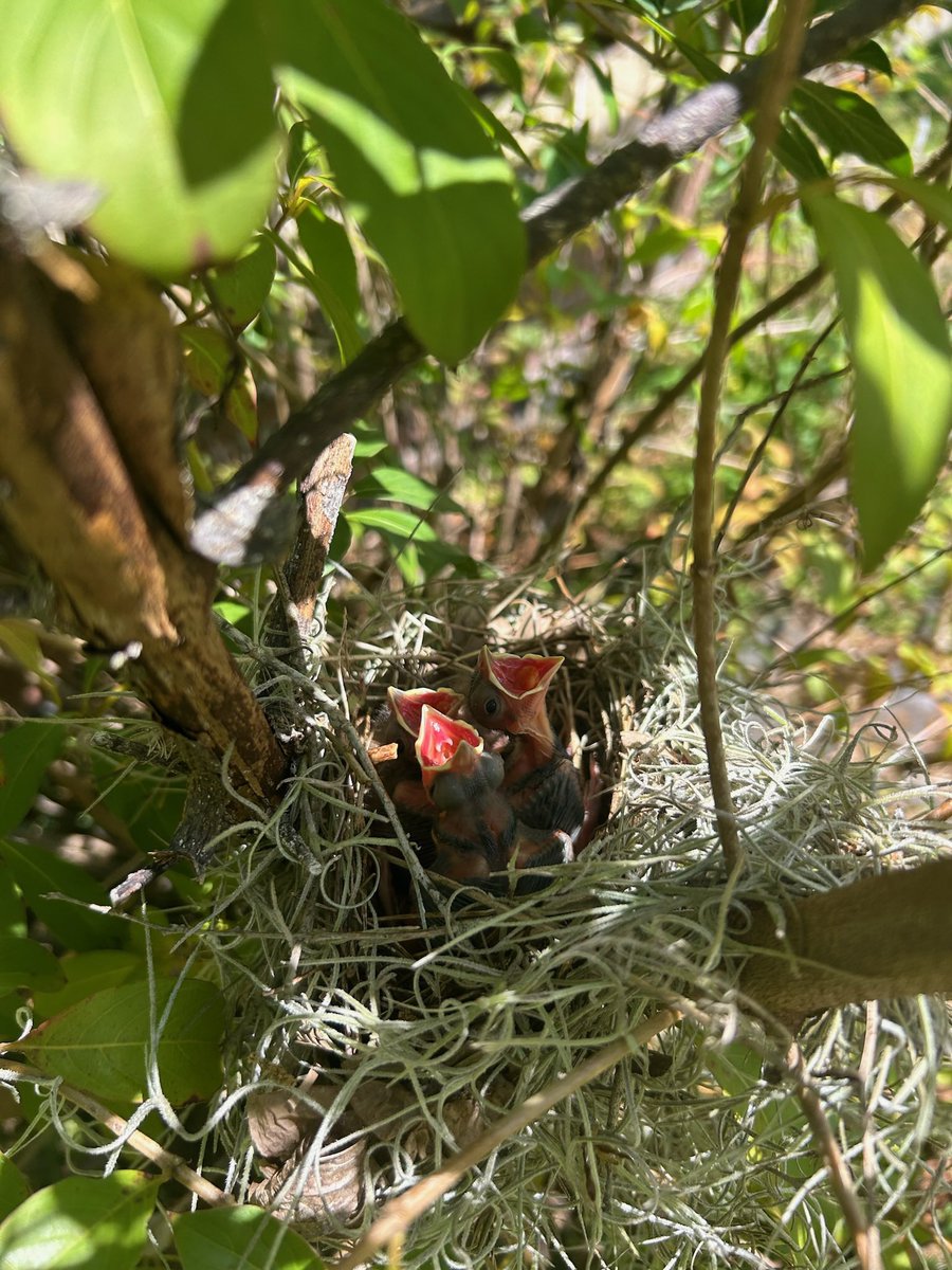 We have visitors <a href="/CitrusGrove_VCS/">Citrus Grove Elementary, Deland FL</a> spotted by Eagles in the bus loop and on campus 🐦🪺 #cgeeagles