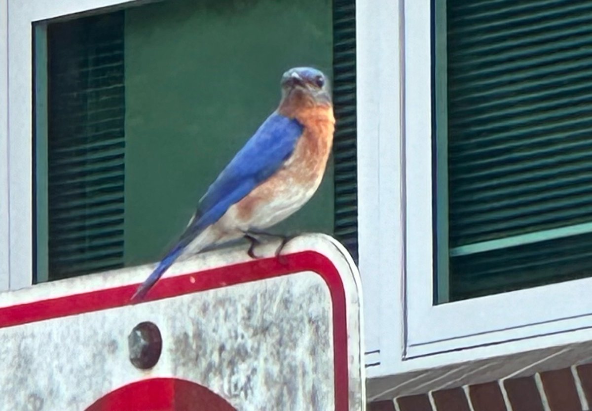 Citrus Grove Elementary, Deland FL tweet media