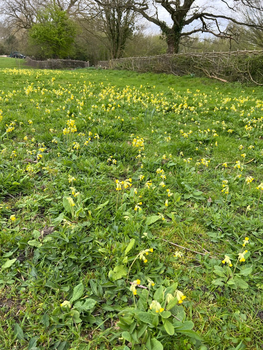 The meadow is awash with cowslips. Set off beautifully by the newly laid hedge expertly laid by @MattOliver87 this winter.