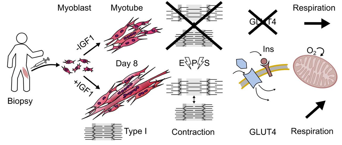 Our first #ThrowbackThursday to April 2023 is a mini-review from @uniofjyvaskyla. Mimicking exercise in vitro: effects of myotube contractions and mechanical stretch on omics (J. H. Lautaoja et al.): ow.ly/N6Vr50R8Aqf #Exersize #Proteomics #Metabolomics