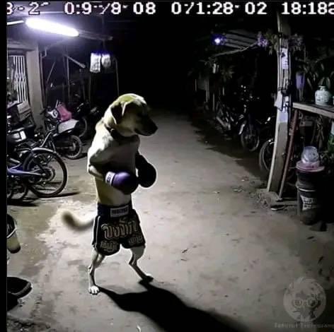 DiloConPerritos's tweet photo. Nadie: 

El perrito que se llama Rocky: https://t.co/juLKqe7DUi