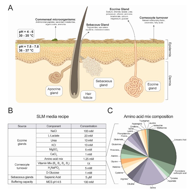 Growth in a skin-like medium (SLM) that strives to replicate the human skin environment stimulates expression of key virulence factors in S. aureus, supporting SLM's use as an in vitro model for assessing bacterial metabolism on skin. @mbiojournal: asm.social/1Nc