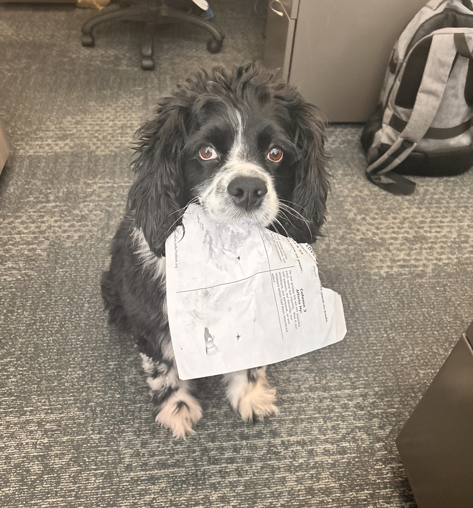 When your furry coworker decides it's snack time instead of work time...🐾📄🐶🍽️🐕️❤️🖥️

#dogatwork #workdog #willis #papereater #caninecoworker #welovedogs #dogsofinsta #dogfriendly #dogoffice #dogfriendlyoffice #animalorthocare #aoc #worklife #doghealth