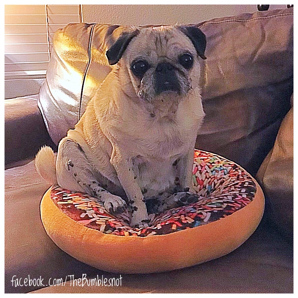 #ThrowbackThursday when Little Miss Itsy decided to sit-sy!
🐶🩷🌈
#MissMuffetsgotnothingonher #cutestface #thatbuttsittho #missingItsy #alwaysinourhearts #neverforgotten #adoptdontshop #puglove