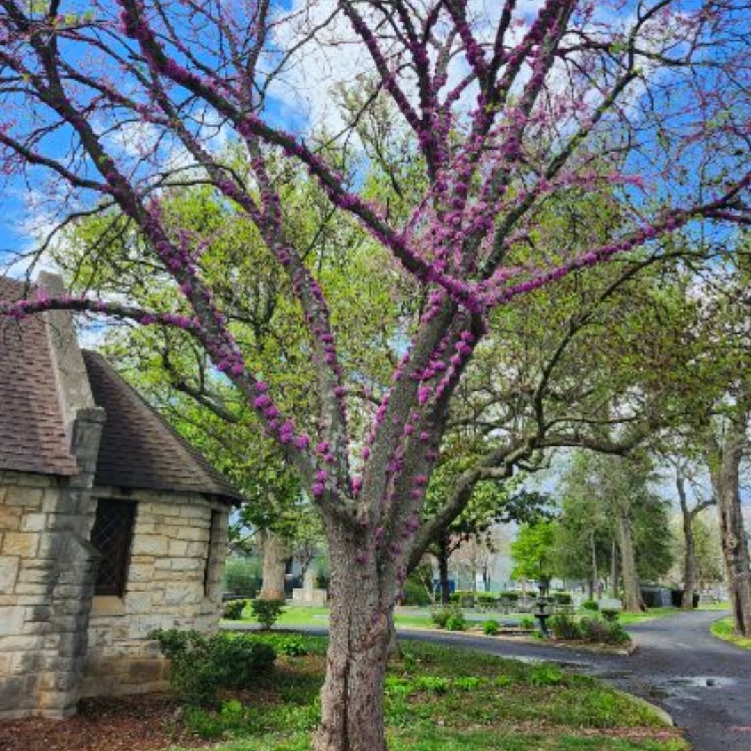 The vibrant colors of spring are in abundance! You can find them just about anywhere. These just happen to be at the Fairview Cemetery and beside the Bloch Chapel in Kereiakes Park.