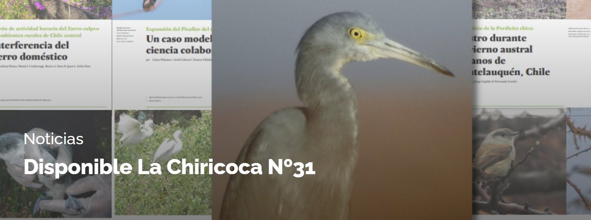 Publicamos un nuevo número de La Chiricoca! En nuestro ideario de democratizar y desacralizar la construcción del conocimiento en biodiversidad, generamos un nuevo espacio para contribuciones breves. + información en:
redobservadores.cl/disponible-la-…