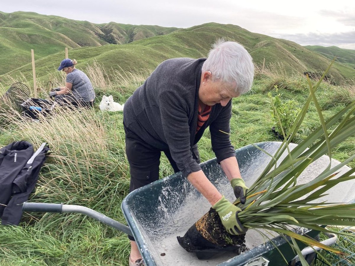 Meet a Collective: Boom Rock Farm Restoration hosted by The Gift Collective 'This is our journey to take Boom Rock Farm back in time and set things right. We’re getting in gumboots and all to restore our little piece of New Zealand' opencollective.com/boom-rock-farm…