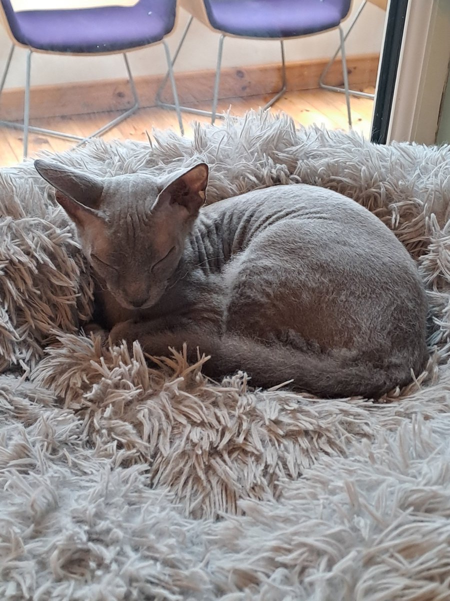 The Cat House Norwich today with @wonder_wolf101 🐱🐈🐈‍⬛ So cute. #cats #Norwich #Cute