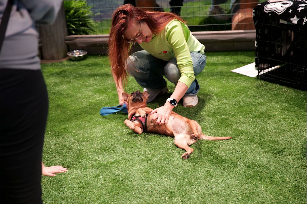 🐾 The Subaru Loves Pets Program at the #NYIAS is an opportunity for attendees to learn about Subaru’s ongoing efforts to help animals in need! 𝗘𝗫𝗣𝗘𝗥𝗜𝗘𝗡𝗖𝗘 𝗠𝗢𝗥𝗘 𝗡𝗢𝗪 𝗧𝗛𝗥𝗢𝗨𝗚𝗛 𝗔𝗣𝗥𝗜𝗟 𝟳! Buy Tickets: bit.ly/2024NYIAS #NYAutoShow #SubaruLovesPets