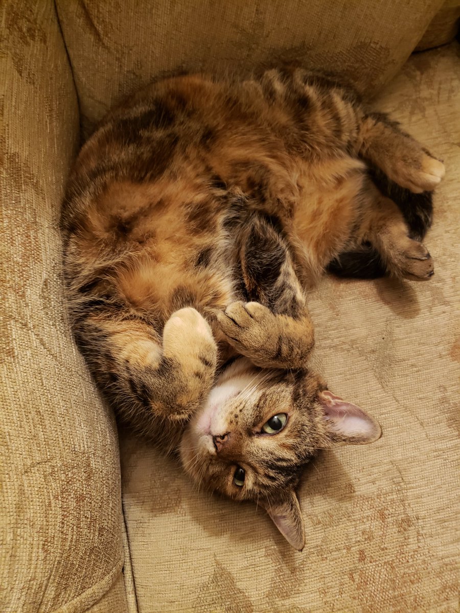 farmer_charles's tweet photo. @OlgaBazova Bunty 🐱 https://t.co/d4zvz5HVwm