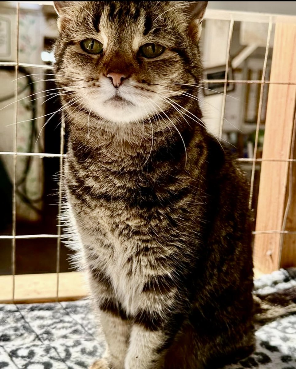 Pepper would like to know if the sanctuary volunteers will be serving 2nd breakfast today 😹 #Cats #Rescue #StrayCats #TNR #SpayAndNeuter