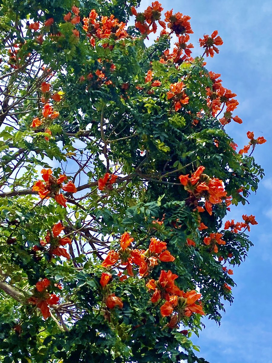 March &amp; April are amazing months for trees. Flowering, fruiting , new leaves and leaf sheding, all happening at the same time. While we (including myself) are obsessed with Semal &amp; Palash, there are many other beautiful trees blossoming &amp; catching our attention. Have a look.
