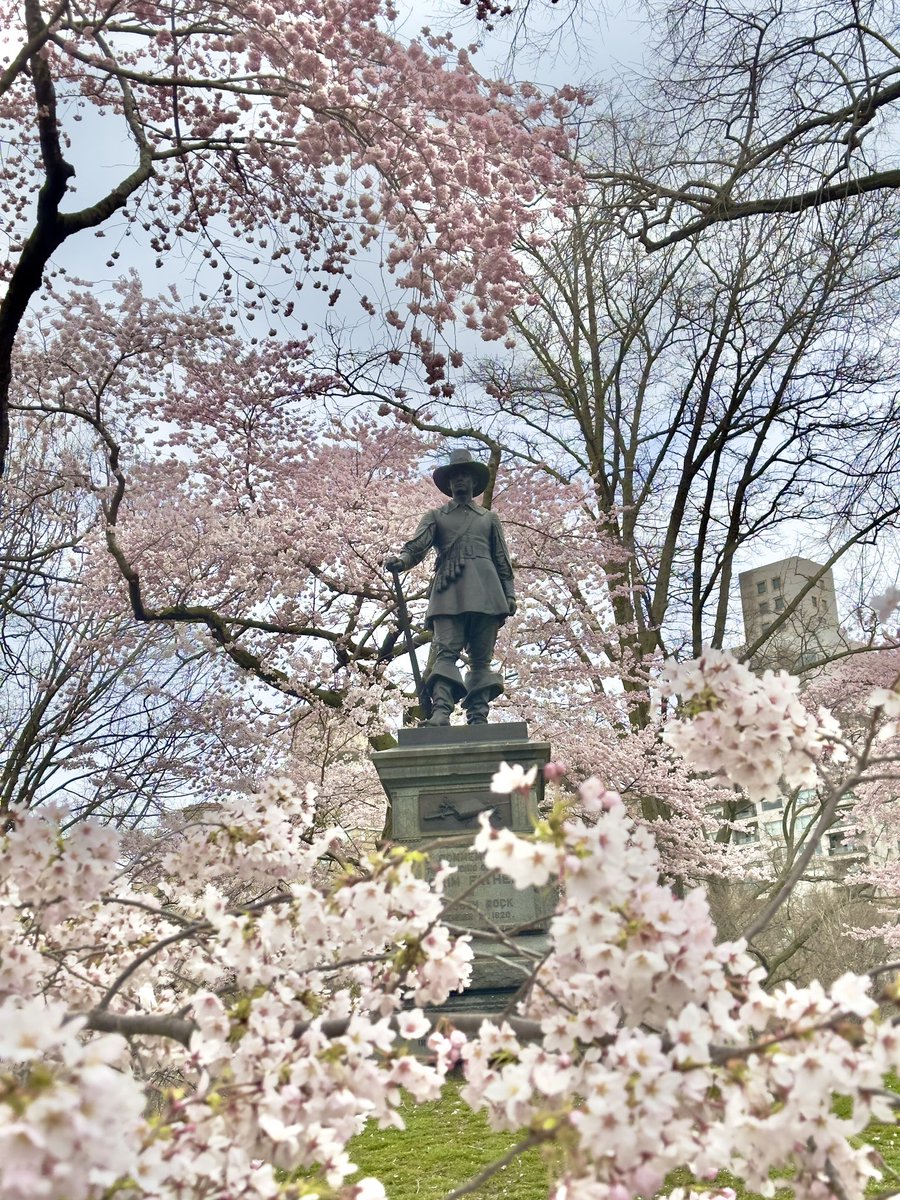 Yoshino cherry blossoms at Pilgrim Hill in Central Park today April 4, 2024 after the rainstorm