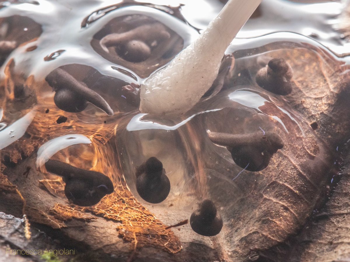 Francesca Angiolani tweet media