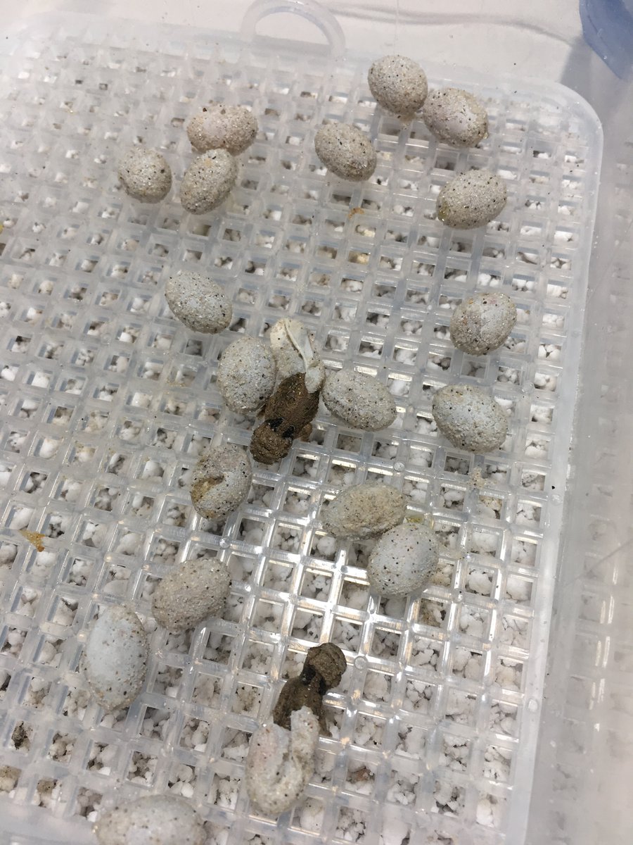 TMRASocial's tweet photo. San Antonio Zoo's horned lizard conservation program. Learn about this great program and how the iconic horny toad is being returned to its habitat. #hornytoad #hornedlizard https://t.co/9IneGL8vok https://t.co/0sajtAtVEr