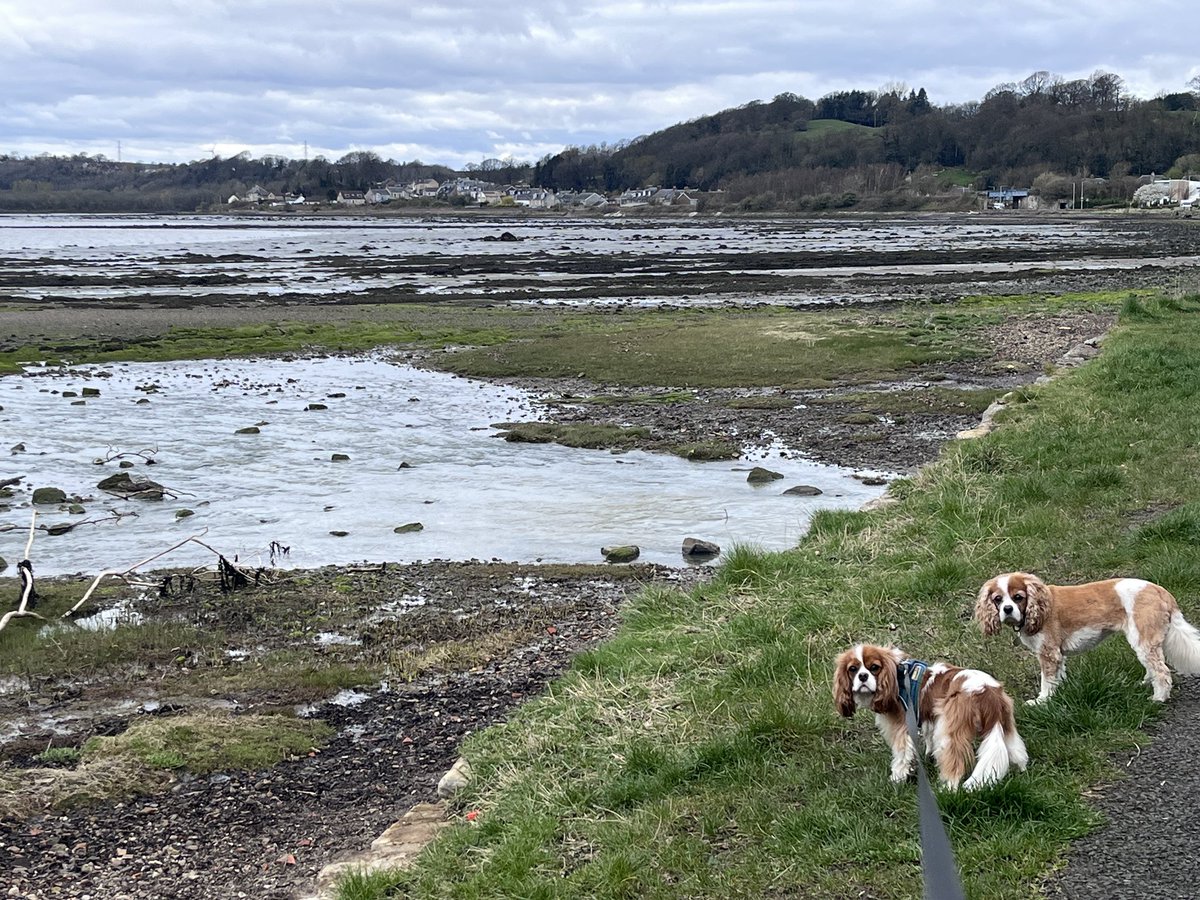 I’m pleased to tell you that it was much drier today, although it was pretty cold. At least mum said w didn’t have to wear our coats We met lots of other friendly dogs along the #FifeCoastalPath