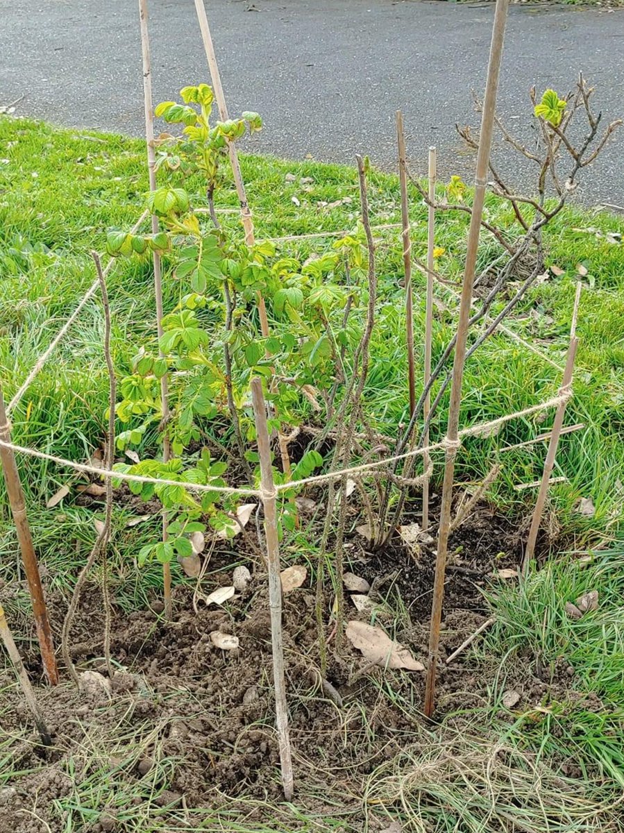 friendsofedith's tweet photo. First seedlings emerging and some additional wild roses planted at our #DropByDropIn today… https://t.co/DiiiWAOSLa
