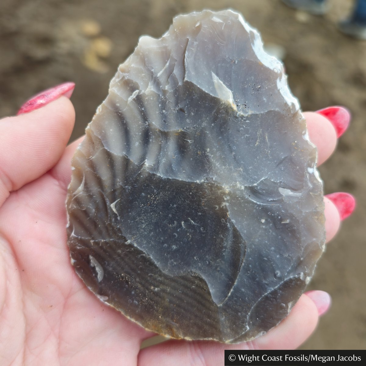 This handaxe was recently found on an @IOWFossils walk & reported to the local archaeological team. Reporting means you can find out what you've discovered & help us understand our shared past. What might you find on a guided fossil walk? Book a place at bit.ly/NTFossil