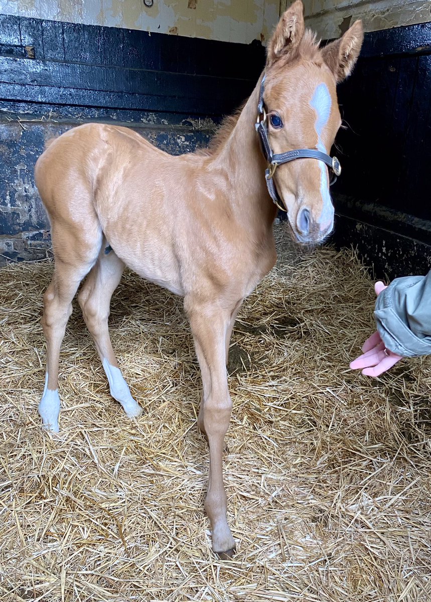 @rpbloodstock Cushat Law presented us with a lovely Easter gift in the form of a chestnut @Lanwades Bobby’s Kitten filly on the evening of Sat 30th March at Northmore Stud #RPFoalGallery @MPFranklin @suevary @stablemateagma