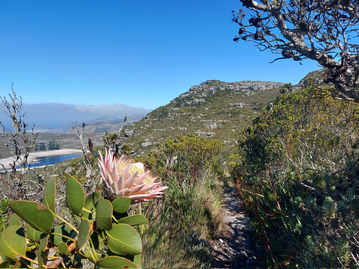 What is better than spending one day hiking up #TableMountain? Spending TWO days hiking up #TableMountain! Great night up on the mountain at #OverseersCottage. Beautiful 🇿🇦.