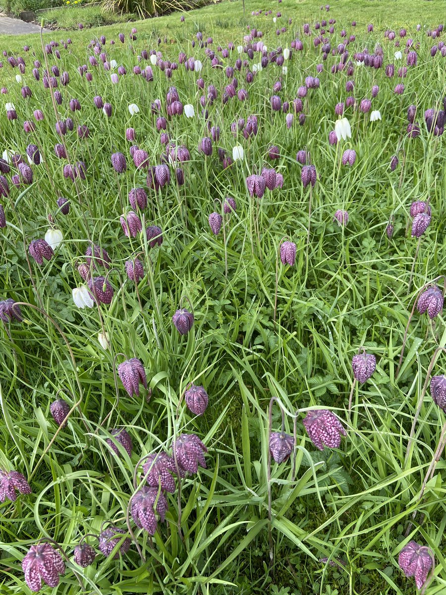 Fritillary meadow update!