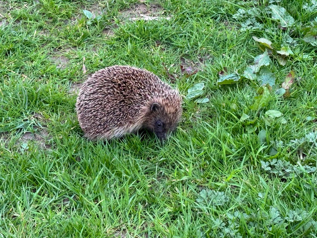 Lovely to see a hedgehog in our Community Orchard!