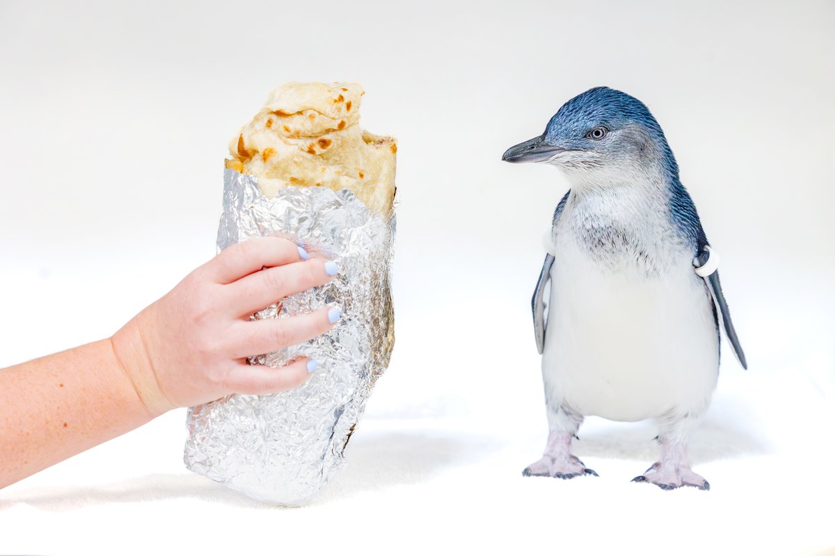 Did someone say National Bird-ito Day? We’re an aquarium in #SanDiego, of course we like we say our #LittleBluePenguins are about the size of a CA #burrito. 🌯 #NationalBurritoDay