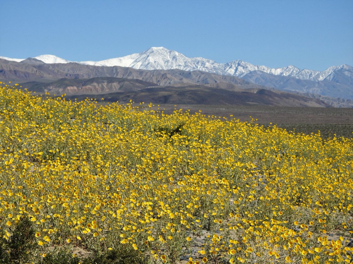Super bloom of desert gold (Geraea canescens) at Lake Hill, Panamint Valley, Death Valley National Park