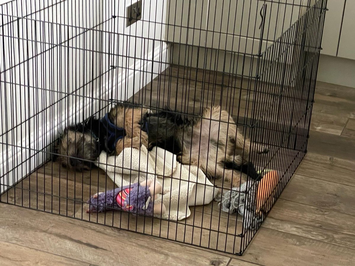 Live scenes of Benedict #BTPosse from the pen today after much silliness, erratic walking & stubbornness. Don’t feel too sorry for him though as that’s a heated floor beneath him…@revdlouisjj