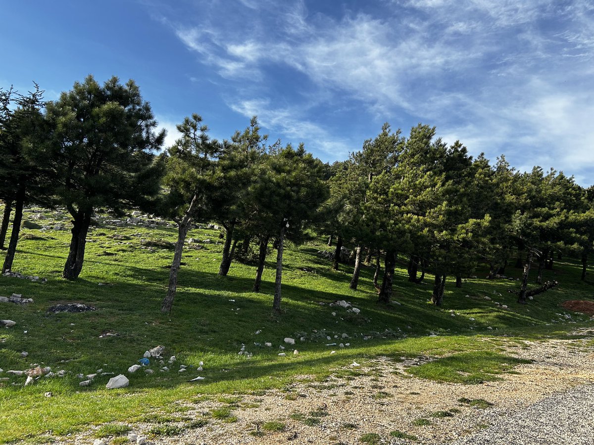 karakusturan's tweet photo. My home🌲 https://t.co/lqOe4snqCw