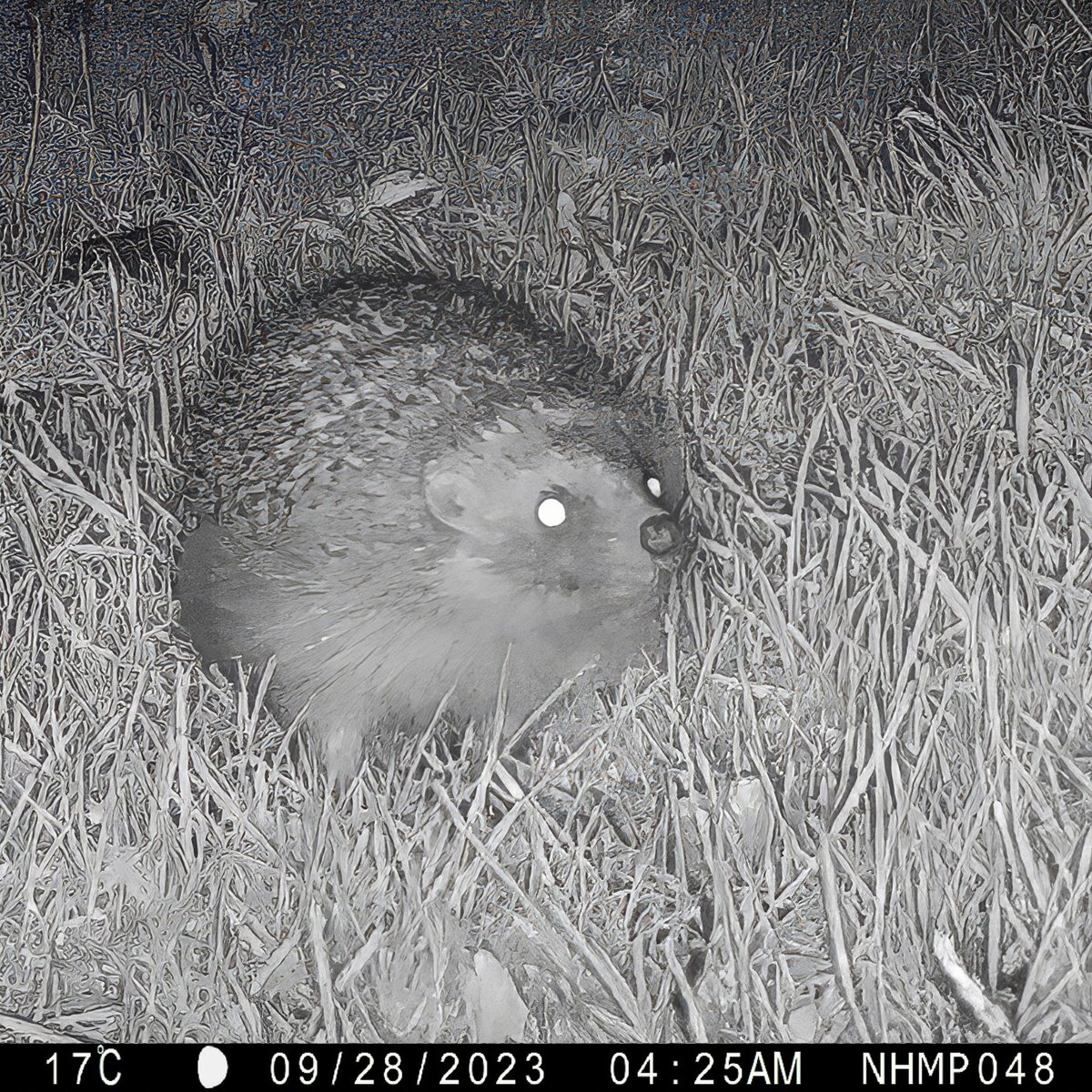 Hedgehog conservation! A pioneering 3-year pilot project – the National Hedgehog Monitoring Programme – has been launched. Using cutting-edge AI, it's a world-first in hedgehog conservation. More: bit.ly/HedgehogMonito… Photo: National Hedgehog Monitoring Programme