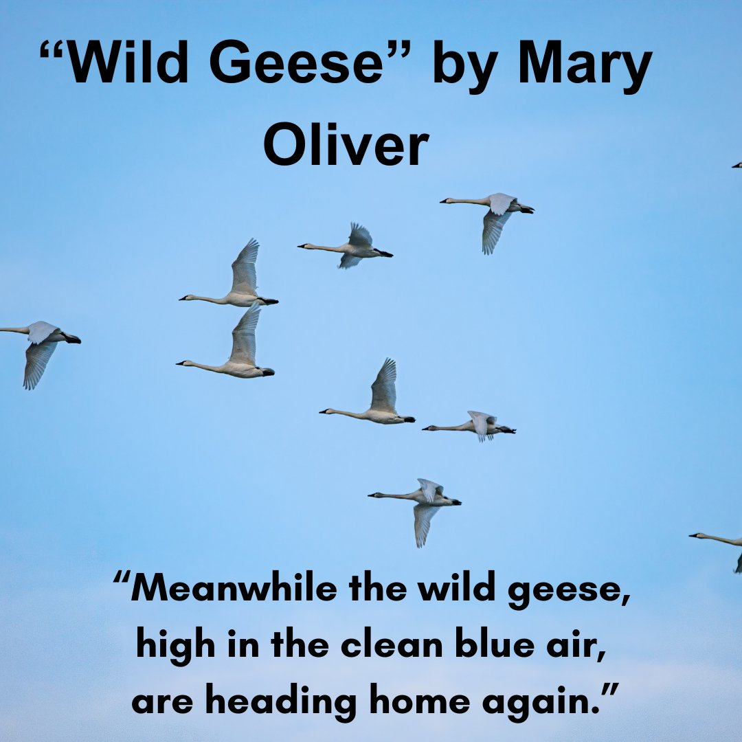 Literacy Quebec tweet media