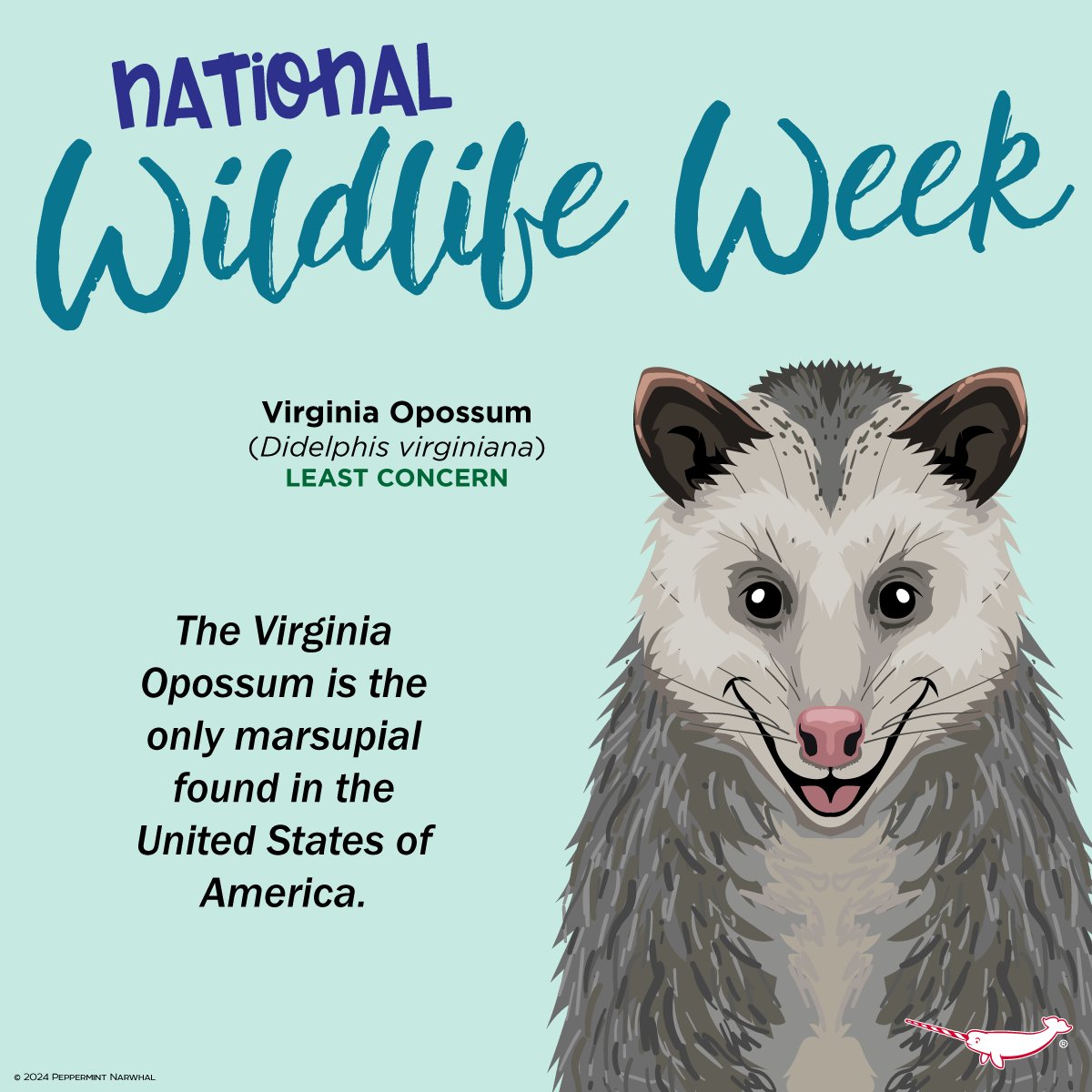 #NationalWildlifeWeek
#VirginiaOpossum is the only #marsupial in native to the USA.

American Animal Pins - including the #Opossum!
peppermintnarwhal.com/s/search?q=nor…

Shop #PeppermintNarwhal
peppermintnarwhal.com

#NationalWildlife #AmericanWildlifeWeek #AmericanWildlife