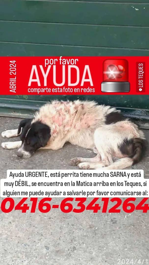 infinitoanimal2's tweet photo. 🆘🚨🐾🐕 URGENTE DIFUNDIR POR FAVOR 🙏🐾 NECESITA AYUDA URGENTE QUIEN LE DA LA OPORTUNIDAD DE SALVACIÓN A ESTE ANGELITO EN SITUACIÓN DE ABANDONO DF @AbuelitaLinda2 @BeepAnnie @gracon27 @manosdlsangeles @unapataamigaccs @Carsay13 @HatilloCaracas https://t.co/9At5JNeElj