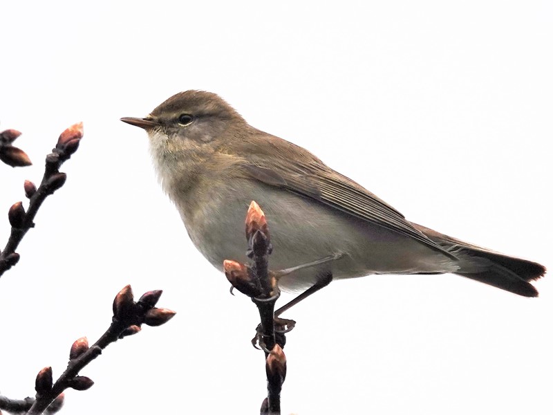 Here are Ed Wilson's sightings from today at Priorslee Lake and The Flash, Telford, Shropshire @sosbirding @BC_WestMids @My_Wild_Telford @BTO_Shropshire @ShropBotany Today's Photo: Willow Warbler friendsofpriorsleelake.blogspot.com/2024/04/4-apr-…